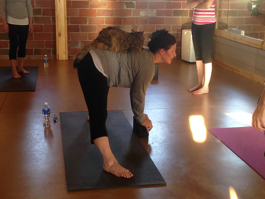 yoga-cats-shelter-adoption-homeward-bound-5 yoga-cats-shelter-adoption-homeward-bound-5
