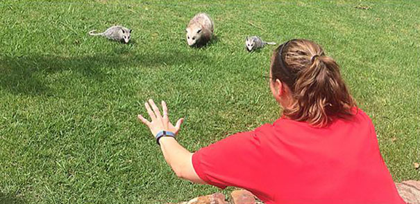 Hilarious Zookeepers Recreate Jurassic World Scene With Non-dinosaurs