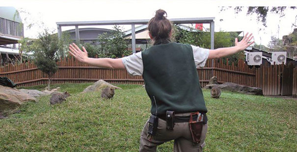 Hilarious Zookeepers Recreate Jurassic World Scene With Non-dinosaurs