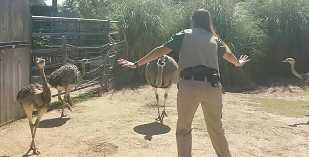 Hilarious Zookeepers Recreate Jurassic World Scene With Non-dinosaurs