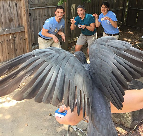 Hilarious Zookeepers Recreate Jurassic World Scene With Non-dinosaurs