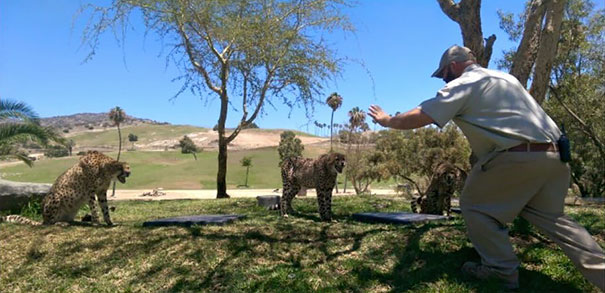 Hilarious Zookeepers Recreate Jurassic World Scene With Non-dinosaurs