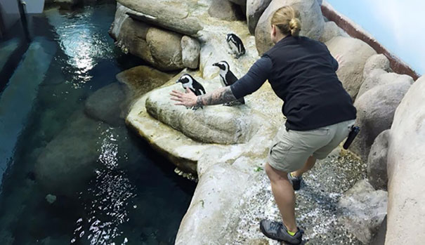 Hilarious Zookeepers Recreate Jurassic World Scene With Non-dinosaurs