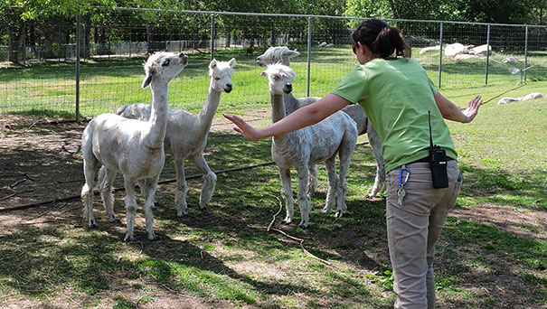 Hilarious Zookeepers Recreate Jurassic World Scene With Non-dinosaurs