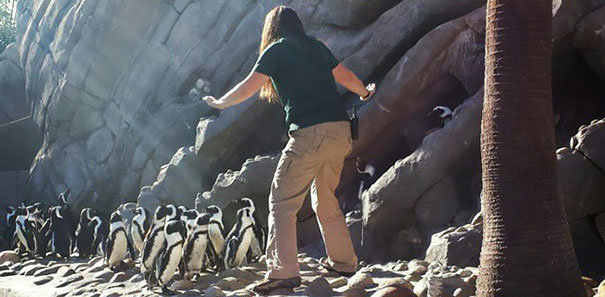 Hilarious Zookeepers Recreate Jurassic World Scene With Non-dinosaurs