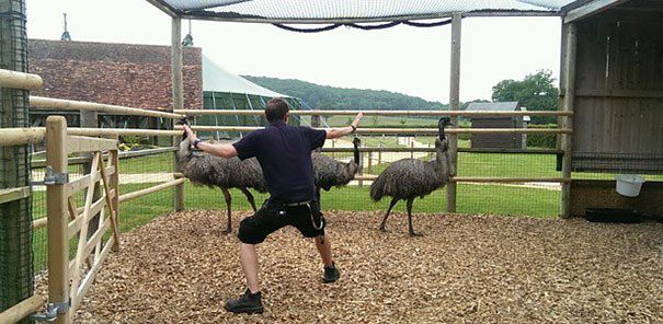 Hilarious Zookeepers Recreate Jurassic World Scene With Non-dinosaurs