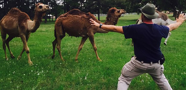 Hilarious Zookeepers Recreate Jurassic World Scene With Non-dinosaurs