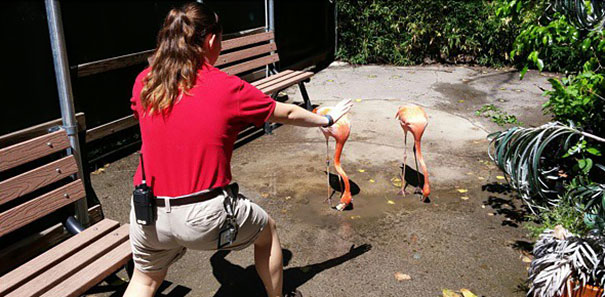 Hilarious Zookeepers Recreate Jurassic World Scene With Non-dinosaurs