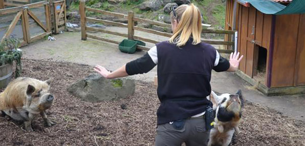 Hilarious Zookeepers Recreate Jurassic World Scene With Non-dinosaurs