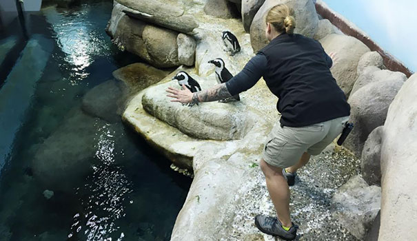 Hilarious Zookeepers Recreate Jurassic World Scene With Non-dinosaurs