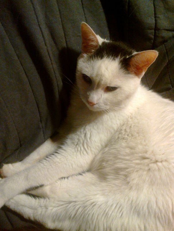 I Adopted This Beauty From The Shelter When He Was 22! I Named Him Grandpa. He Was Wonderful