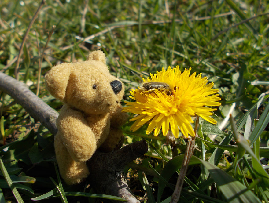 Turbo Bear Explores His Little World