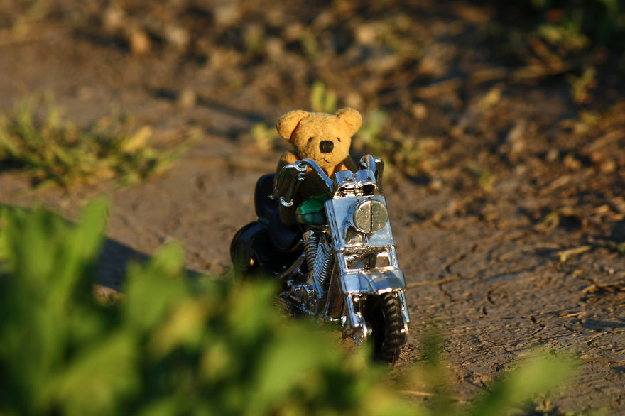 Turbo Bear Explores His Little World