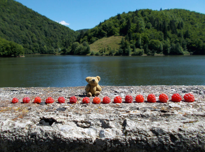 Turbo Bear Explores His Little World