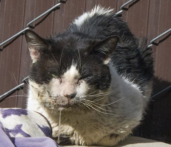 I Raised Money To Save A Stray Cat's Life I Raised Money To Save A Stray Cat's Life