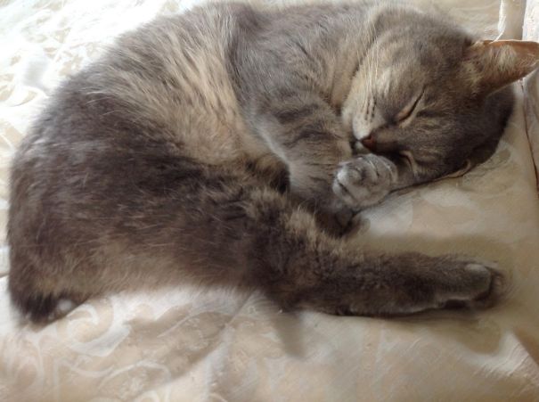 I Adopted Bubbles, He's 7, With No Tail And Just 3 Legs... And We Love Him To Bits :)