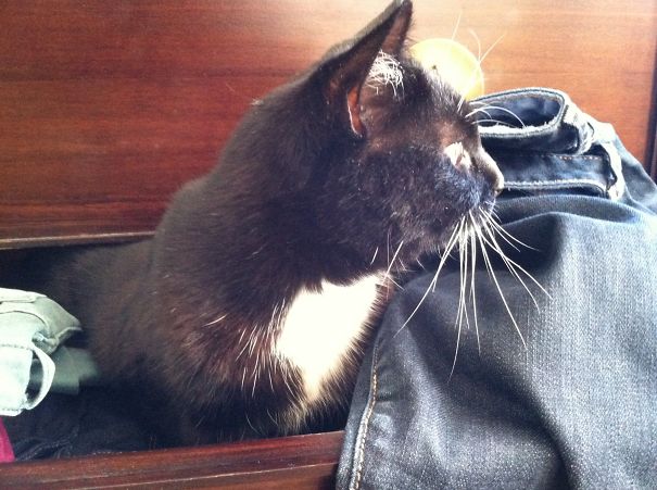 Meet Cuddles, The 13 Year Old Cat My Boyfriend And I Adopted. Best $5 We Ever Spent!