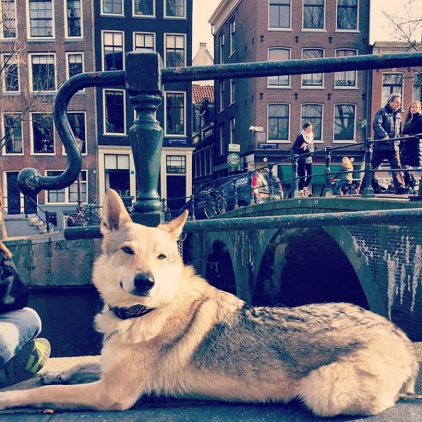 Dogs In Amsterdam