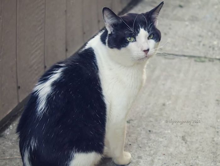 I Raised Money To Save A Stray Cat's Life I Raised Money To Save A Stray Cat's Life