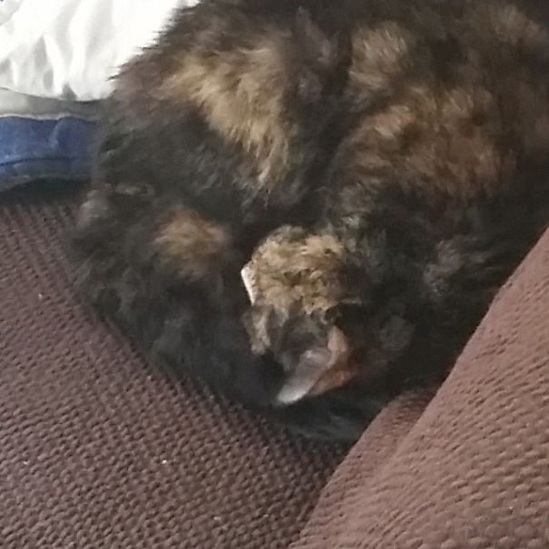 Callie Was 6 When I Adopted Her From A Shelter, Three Years Ago. She's Cuddly Sweet Girl.