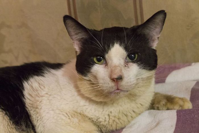 I Raised Money To Save A Stray Cat's Life