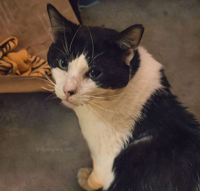 I Raised Money To Save A Stray Cat's Life