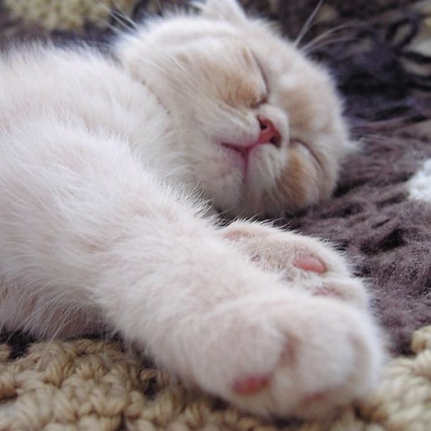 Sleeping Kitten