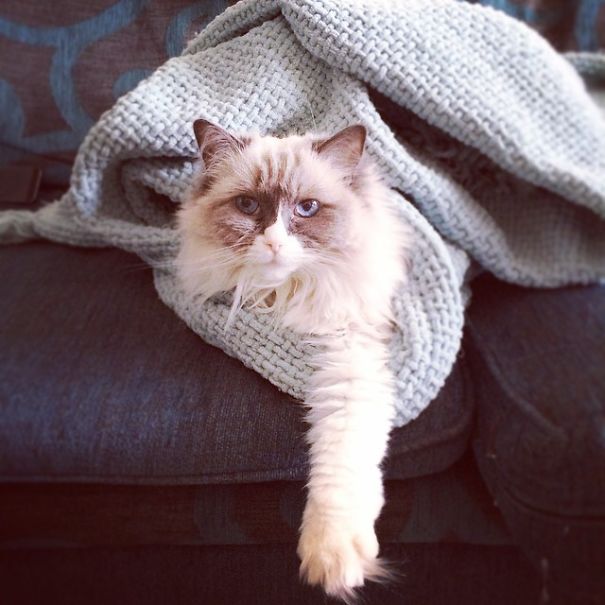 This Is Honey. She Was Four When We Got Her. She's Not Eight And My Best Friend