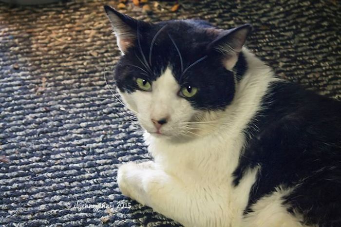 I Raised Money To Save A Stray Cat's Life I Raised Money To Save A Stray Cat's Life