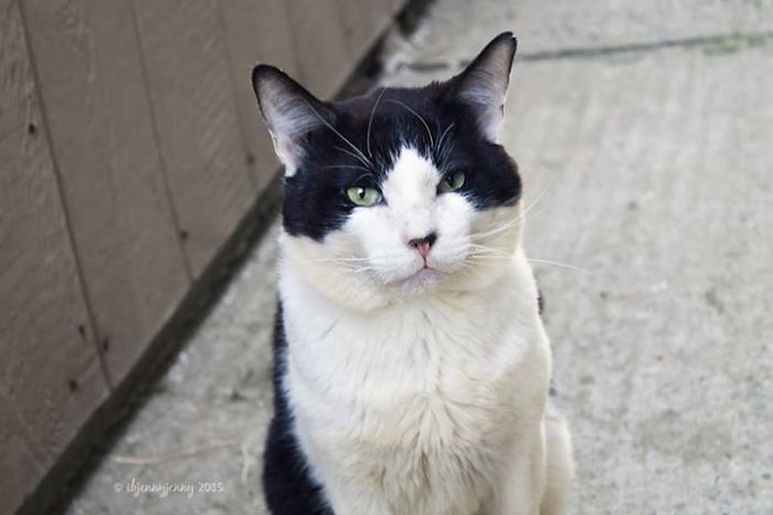 I Raised Money To Save A Stray Cat's Life I Raised Money To Save A Stray Cat's Life