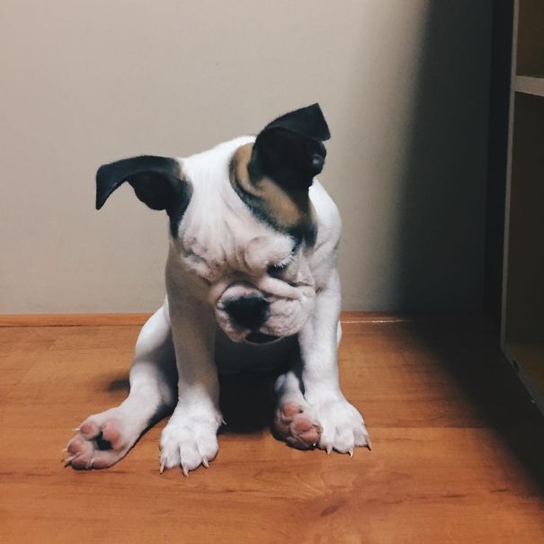Puppy Sleep Standing Up