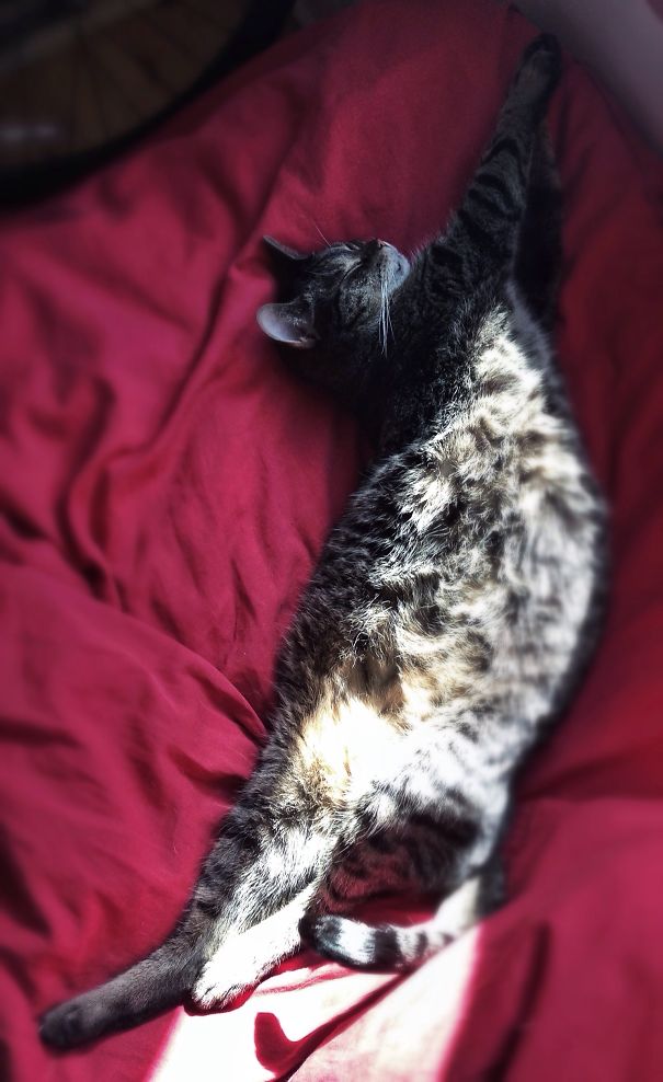 My Big Buddha Bing... Belly In Sunlight!