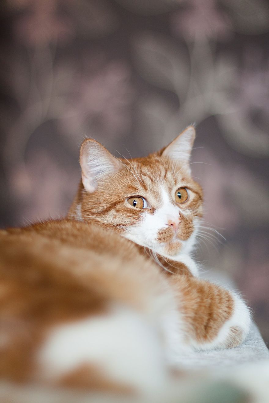 My Watercolor And Ink Paintings Of Quirky Cats