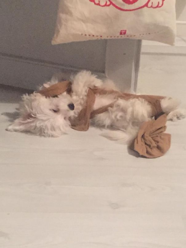 After Repeated Attempts To Put His Mom's Pantyhose:d