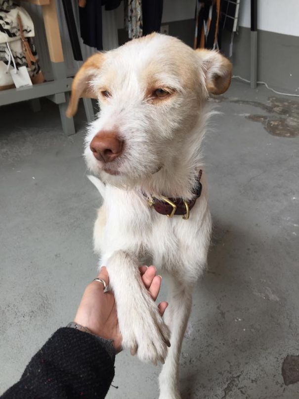 Dogs In Amsterdam Dogs In Amsterdam