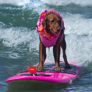 Surf Dog Ricochet