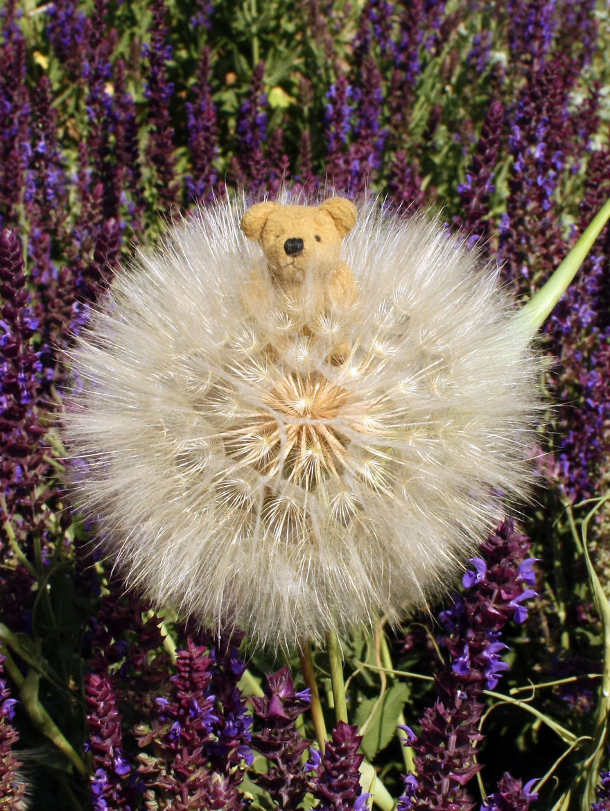 Turbo Bear Explores His Little World