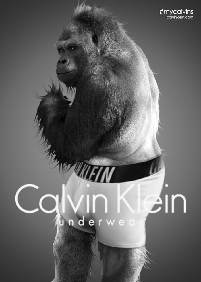 Designers Help Shabani The Gorilla Launch His Modelling Career