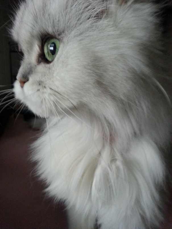 Came With Her Brother At 15 Years Old, Purrs In Her Sleep.