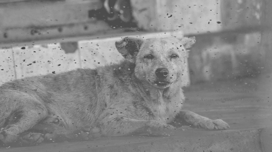 15-years-old-self-taught-photographer-martin-nittala-2