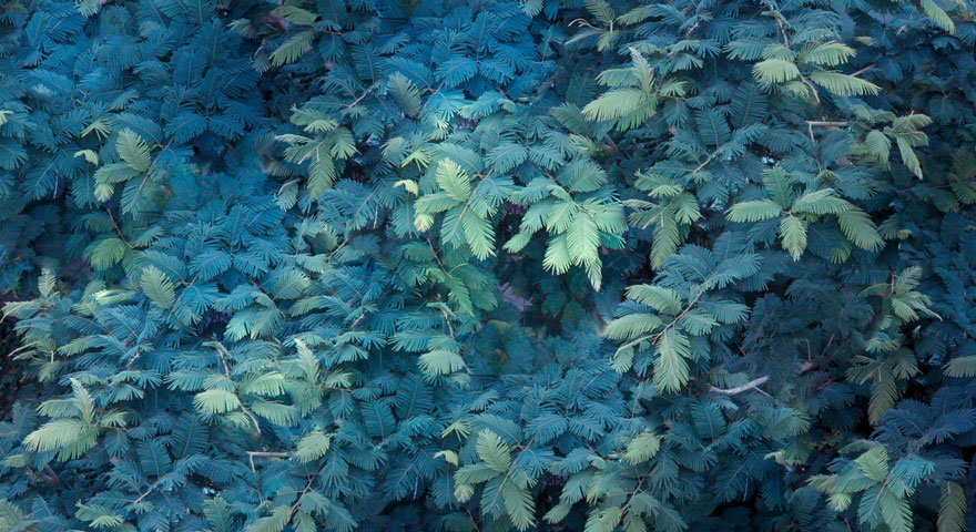 15-years-old-self-taught-photographer-martin-nittala-4