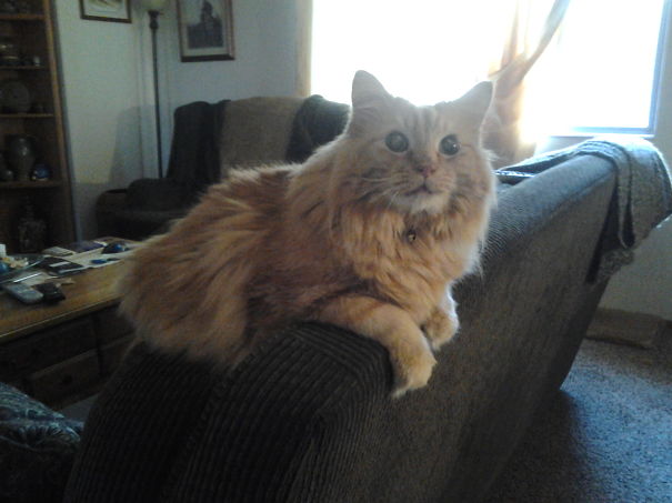 6 Years Ago We Adopted This 7 Year Old Sweetheart, Rupert.