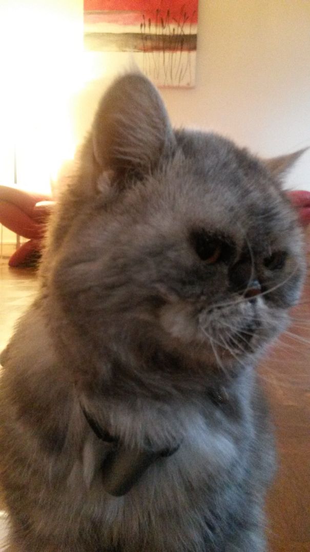 Adopted From Incapable Owner, Now Proud Grandmother Of 14+ (?) Years