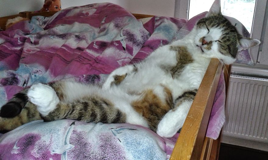 Cat In Czech Republic