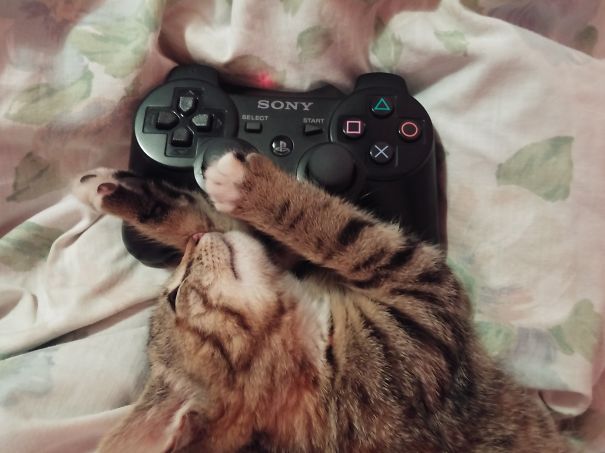 Gamer Cat
