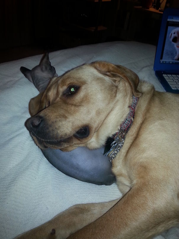 Using A Cat As A Pillow.