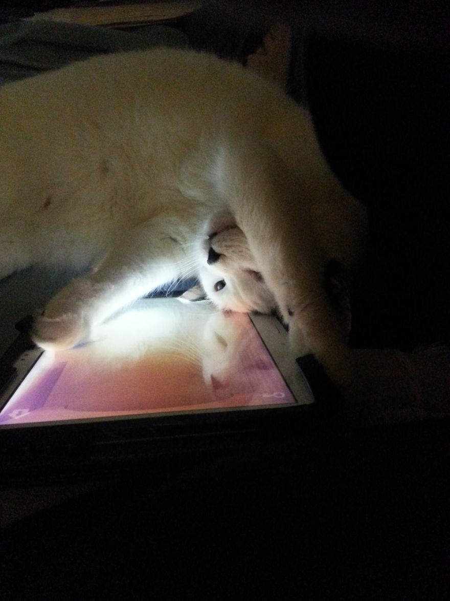 Me And My Tablet , This Mouse Is Gonna Get It!! Oh Yeah!!