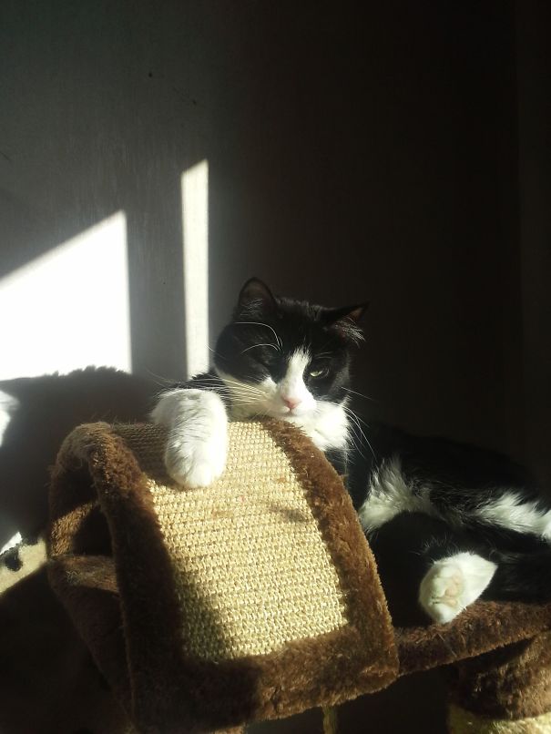 We Weren't Looking For A Cat Like Him.. But Luckily Viljo 10+ Made It Clear That He Chose Us.