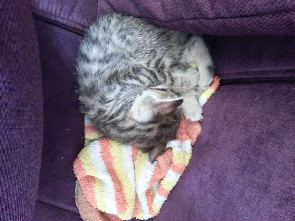 Momo Sleeping On My Socks