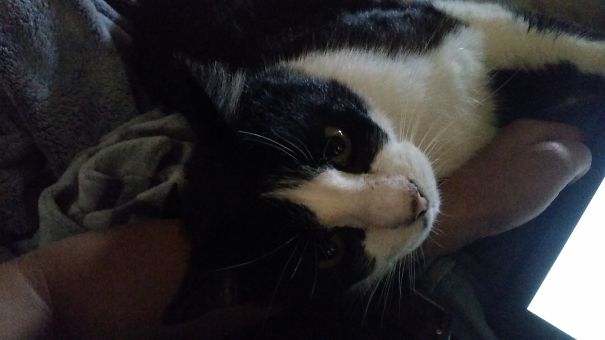 I Took In 9 Yr Old Ozzy After His Owners Moved And Left Him Behind.